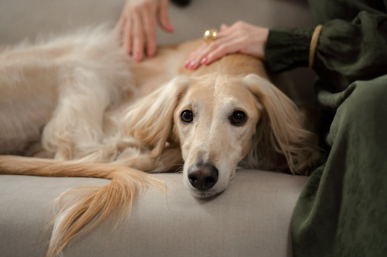 A greyhound dog relaxing on a couch with its owner gently stroking it indoors.