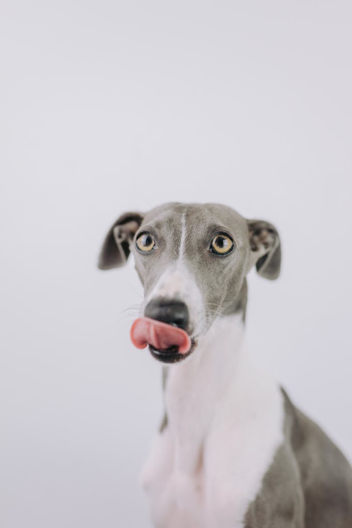 Playful greyhound dog with tongue out on a white background, showcasing its quirky personality.