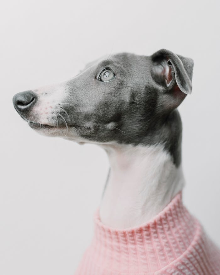 A stylish Italian Greyhound wearing a pink sweater against a white backdrop, showcasing elegance.