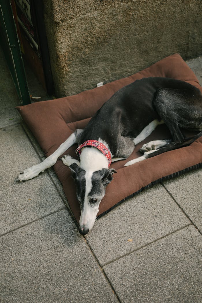 Greyhound dog lying on a pillow in Madrid city, showcasing urban life.