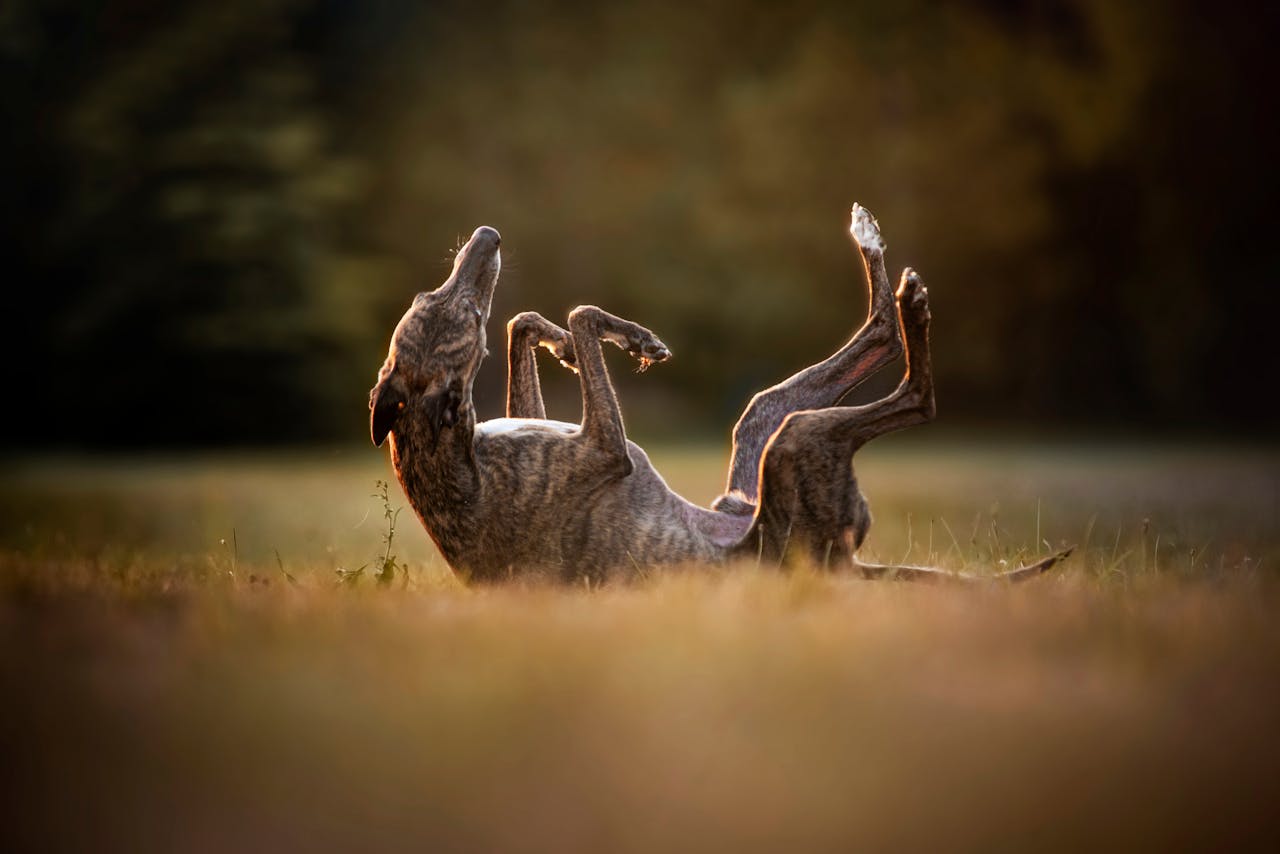 A brindle greyhound joyfully rolling on a field during sunset, showcasing its playful nature.