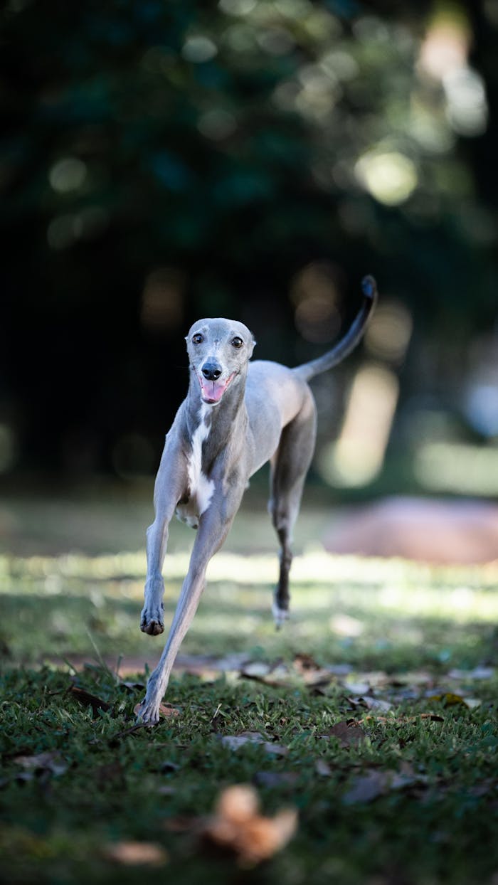 Elegant greyhound running freely on grass in a natural setting.