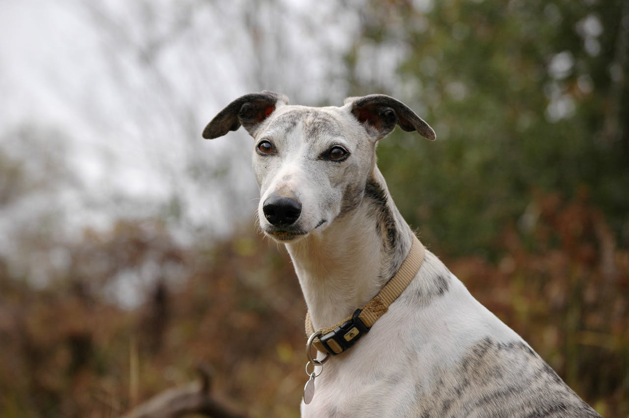 Portrait of a whippet dog outdoors with a blurred natural background.