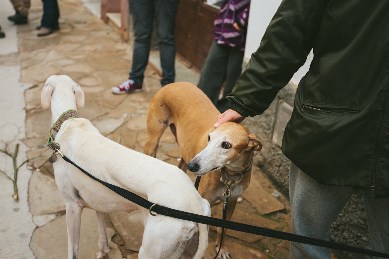 Two greyhounds on leashes with people on a city street.